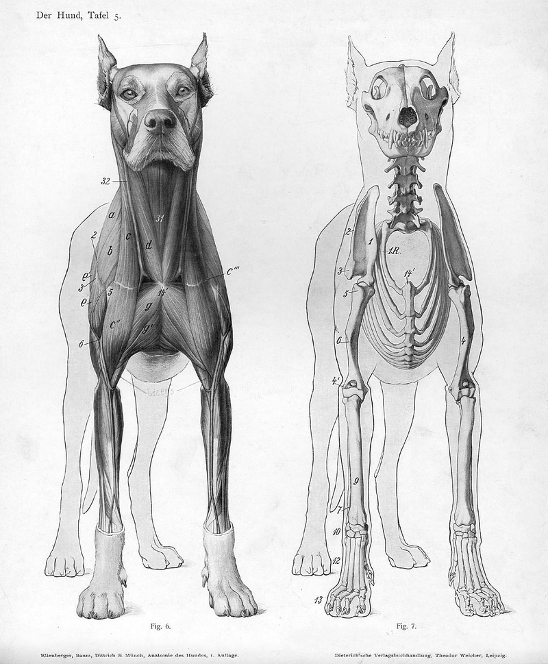Illustration for article titled Lose Yourself In The Gorgeous Anatomical Drawings of Hermann Dittrich